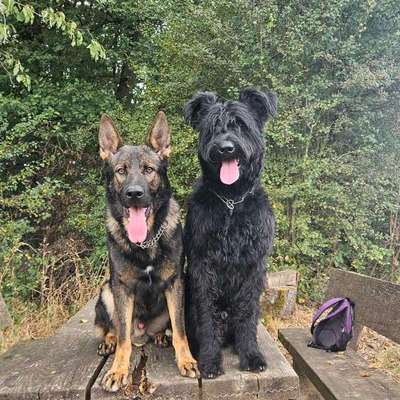 Hundetreffen-Hundefreund/in gesucht 🐶💖-Bild