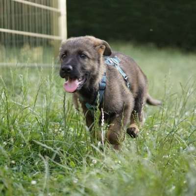 Hundetreffen-Welpentreffen-Bild