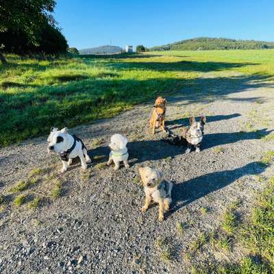 Hundetreffen-Hallo  Gemeinsam gassi gehen in Braunfels-Bild