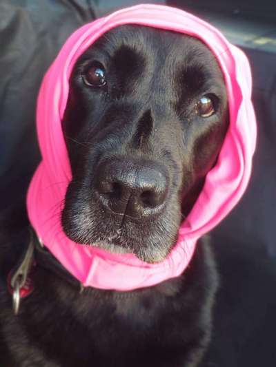 Gassi-Services-Pfotentante-Bild