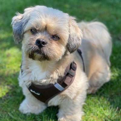Hundetreffen-Gemeinsames Spazieren gehen-Profilbild