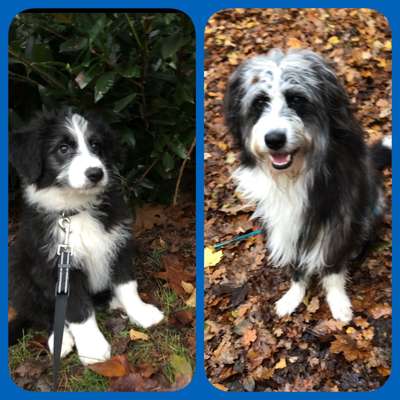 Welpenfotos-Beitrag-Bild