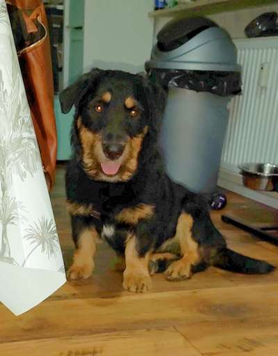 Mischlinge raten - Rätselspaß-Beitrag-Bild