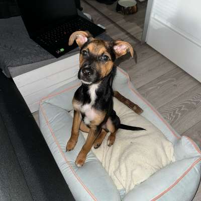 Hundetreffen-Gassi & Spieltreffen-Bild