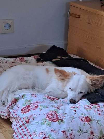 TierschutzhundeStammtisch🐕-Beitrag-Bild