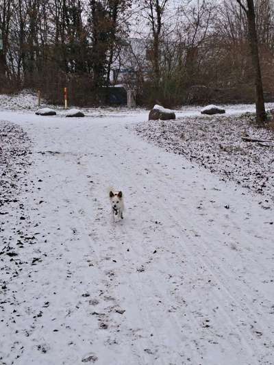 TierschutzhundeStammtisch🐕-Beitrag-Bild