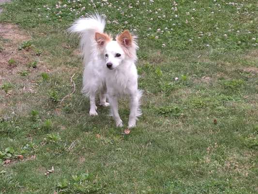 TierschutzhundeStammtisch🐕-Beitrag-Bild