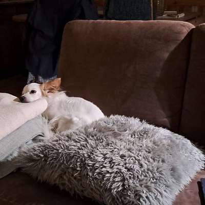 TierschutzhundeStammtisch🐕-Beitrag-Bild