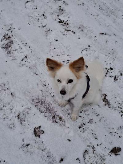 TierschutzhundeStammtisch🐕-Beitrag-Bild