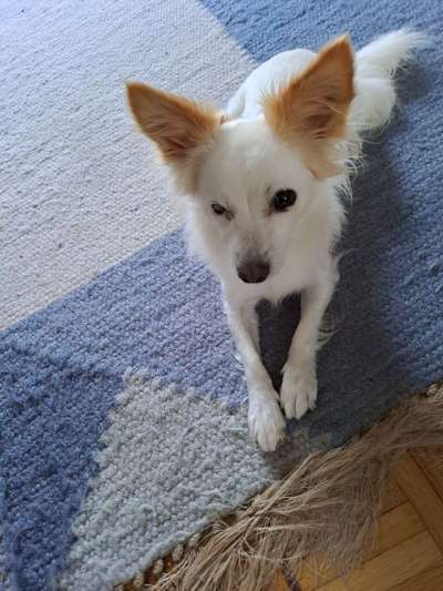 Kleine Hunde brauchen keine Erziehung;)-Beitrag-Bild