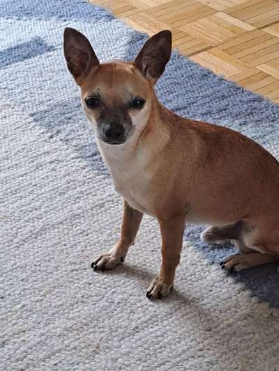 TierschutzhundeStammtisch🐕-Beitrag-Bild