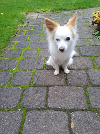 TierschutzhundeStammtisch🐕-Beitrag-Bild