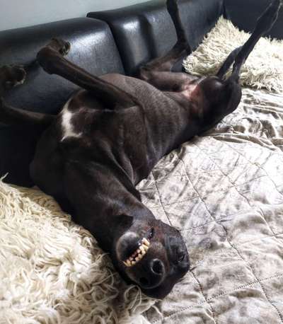 Zeigt mir die lustigsten Schlafpositionen eurer Fellnasen-Beitrag-Bild