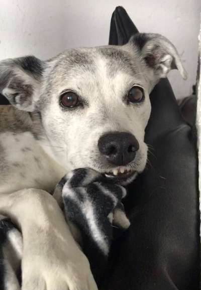 Die Dogorama-Wochen-Challenge "Die schönste Grimasse"-Beitrag-Bild