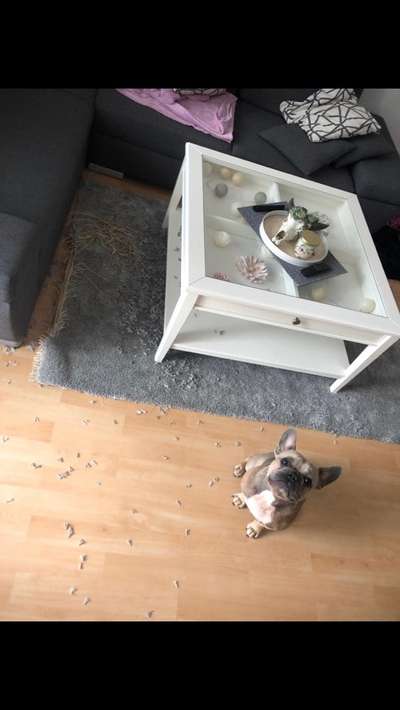 Geschreddert!-Beitrag-Bild