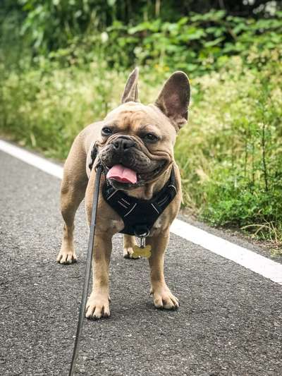 Brachycephale Hunderassen-Beitrag-Bild