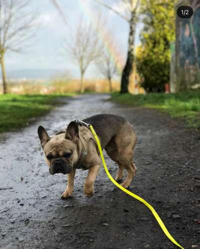 Hund im Regen☔🌬️🌧️-Beitrag-Bild