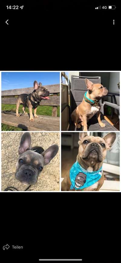 Brachycephale Hunderassen-Beitrag-Bild