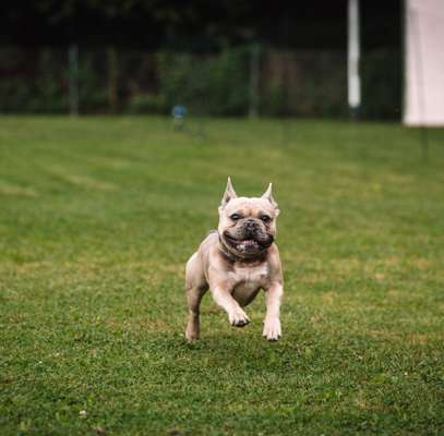 Fotochallenge 66 ~ Rennaction -Zeig deinen Hund im Lauf-Beitrag-Bild