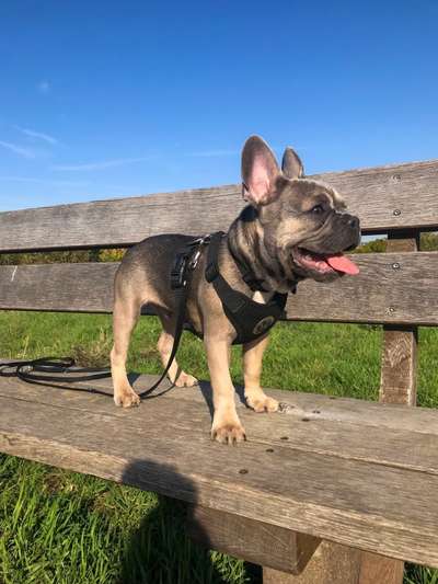 Brachycephale Hunderassen-Beitrag-Bild