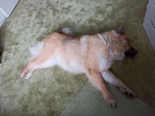 Eurasier hier?-Beitrag-Bild