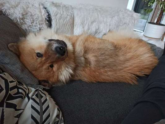 Eurasier hier?-Beitrag-Bild