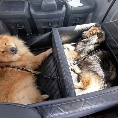 Welches Auto mit welchem Hund-Beitrag-Bild