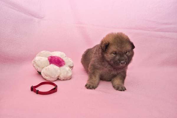 Eurasier hier?-Beitrag-Bild