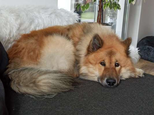 Eurasier hier?-Beitrag-Bild