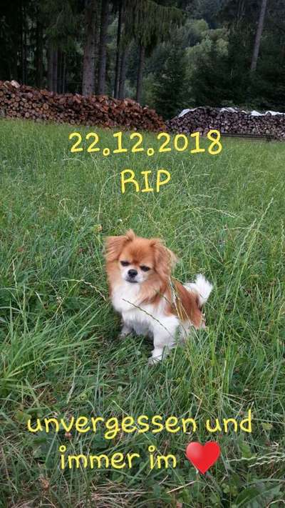 Unsere Fellnasen im Regenbogenland-Beitrag-Bild