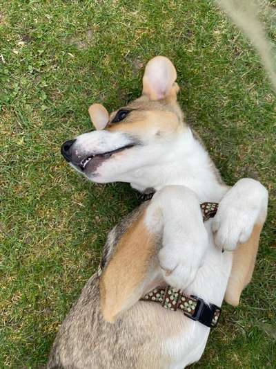 Die Dogorama Wochen Challenge-Beitrag-Bild