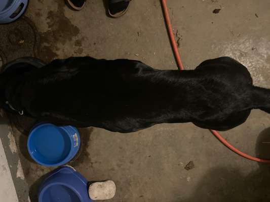 Der Gewichts-Thread-Beitrag-Bild