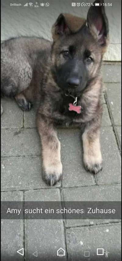 Welpen Bilder !-Beitrag-Bild