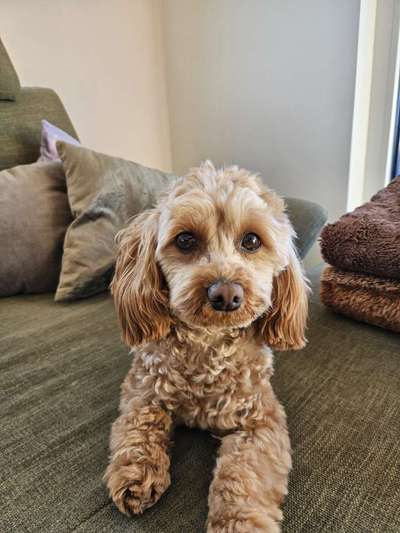 Maltipoo Freunde-Beitrag-Bild