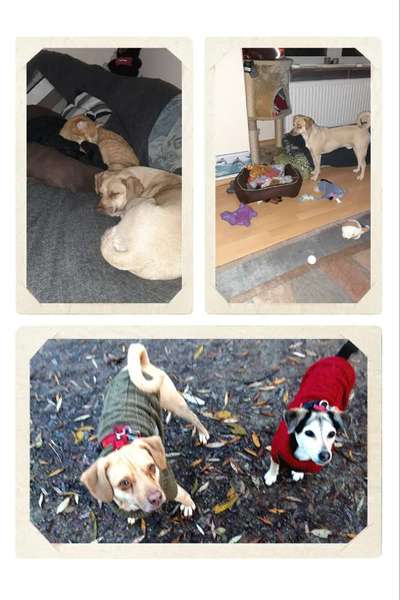 13. Collage- Challenge 
Beschäftigung in der kalten Jahreszeit-Beitrag-Bild