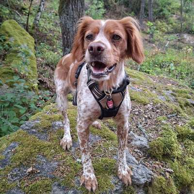 Hundetreffen-Gassifreunde gesucht 🐶-Bild