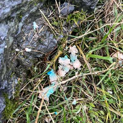 Giftköder-Sehr wahrscheinlich Giftköder-Bild