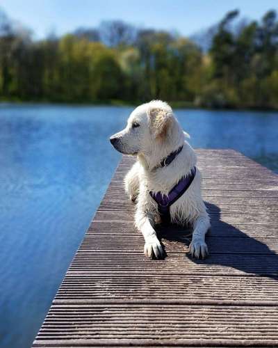 Dogorama-Monats-Challenge-Mai "Wasser"-Beitrag-Bild