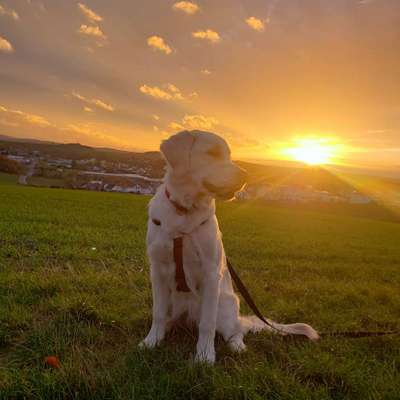 Hundetreffen-Spielkameraden gesucht-Bild