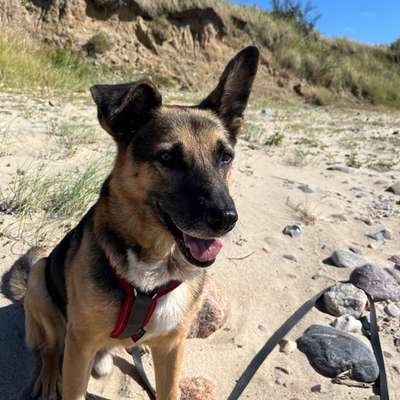 aktuelles Foto Gruppe Reisen mit Hund