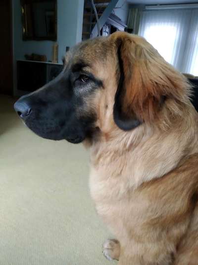 Weitere Große Schweizer Sennenhunde (oder andere große Rassen) hier?-Beitrag-Bild