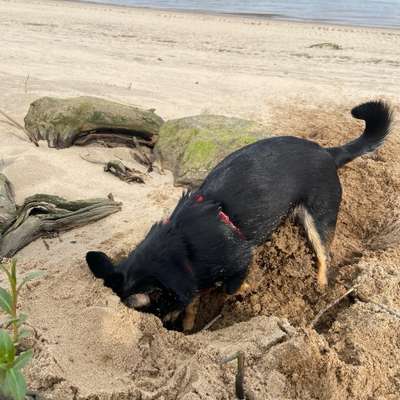 Hundetreffen-Spielen und toben für kleine Hunde