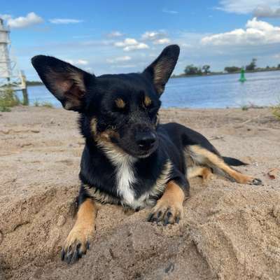 Hundetreffen-Spielen und toben für kleine Hunde