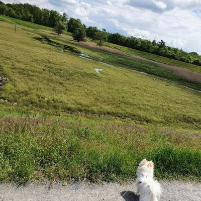 Hundetreffen-Ängstlicher Zwergspitz sucht Hundefreund-Bild