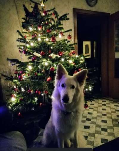 It's beginning to look a lot like.....-Beitrag-Bild