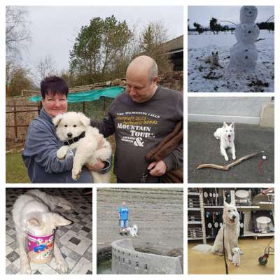 50. Collage Challenge - Fundstücke auf der Gassirunde-Beitrag-Bild