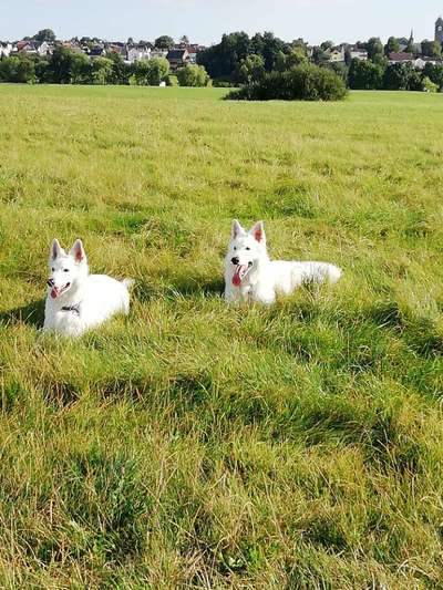 Bester Freund, Hundekumpel - zeigt her!-Beitrag-Bild