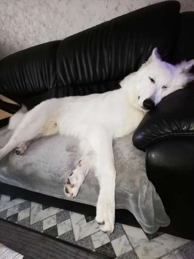 Schäferhund-Beitrag-Bild