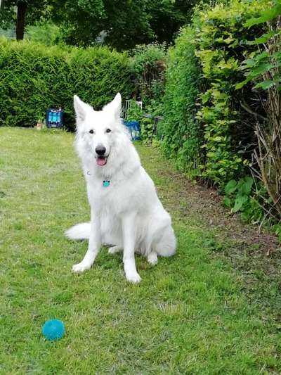 Schäferhund-Beitrag-Bild