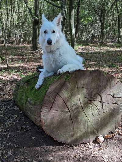 Foto -Challenge  Thema : Dein Hund Im Wald-Beitrag-Bild